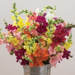 ANTIRRHINUM CHANTILLY MIXED F1