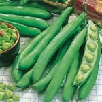 BROAD BEAN GIANT EXHIBITION