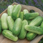 CUCUMBER PICKLEBUSH