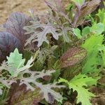 LETTUCE ELEGANCE GREEN SALAD MIXED