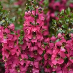 ANGELONIA SERENITA ROSE