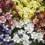 AQUILEGIA KIRIGAMI F1 MIXED