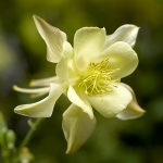 AQUILEGIA KIRIGAMI YELLOW F1
