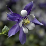AQUILEGIA KIRIGAMI DEEP BLUE & WHITE F1