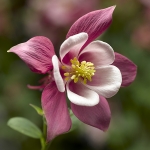 AQUILEGIA KIRIGAMI ROSE & PINK F1