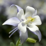 AQUILEGIA KIRIGAMI LIGHT BLUE F1