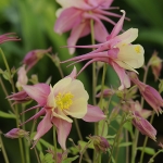 AQUILEGIA SWAN PINK & YELLOW F1