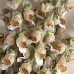 DIGITALIS LANATA CAFE CREME