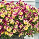 PANSY COOL WAVE STRAWBERRY SWIRL F1