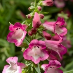 PENSTEMON ARABESQUE ORCHID