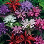 MONARDA PANORAMA MIXED