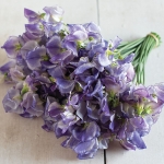 SWEET PEA BLUE RIPPLE