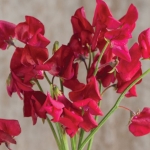 SWEET PEA ELEGANCE DEEP RED