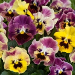 VIOLA MINI FRIZZLE SIZZLE TAPESTRY MIXED F1