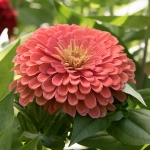 ZINNIA FLORIST SALMON ROSE F1