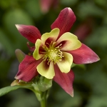 AQUILEGIA KIRIGAMI RED & WHITE F1