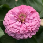 ZINNIA FLORIST BRIGHT PINK F1
