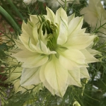 NIGELLA DOUBLE WHITE