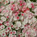 PHLOX DRUMMONDI BLUSHING BRIDE