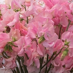 SWEET PEA ELEGANCE SOFT PINK