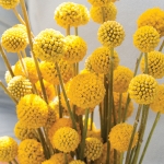 CRASPEDIA GLOBOSA SUNBALL