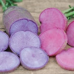 RADISH BLUE & RED MOON MIXED