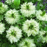 NIGELLA MISS JEKYLL WHITE