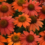 ECHINACEA ARTISAN OMBRE RED F1