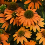 ECHINACEA ARTISAN SOFT ORANGE F1