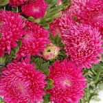 ASTER RUNAWAY BRIDE