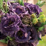 EUSTOMA ROSANNE BLACK PEARL F1