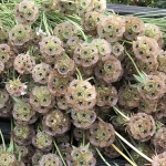 SCABIOSA STELLATA DRUMSTICK