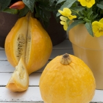 LEMON SQUASH