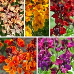 WALLFLOWER SUNSET F1 MIXED