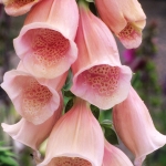 DIGITALIS PURPUREA APRICOT