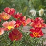 ESCHSCHOLZIA STRAWBERRY FIELDS
