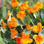 NASTURTIUM BABY ORANGE