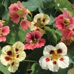 NASTURTIUM LITTLE LADYBUGS