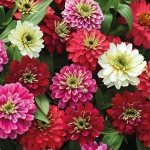 ZINNIA ZAHARA DOUBLE BERRIES MIXED