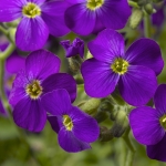 AUBRETIA AUDREY DEEP BLUE F1