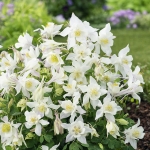 AQUILEGIA EARLY BIRD WHITE F1