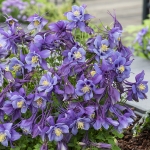 AQUILEGIA EARLY BIRD PURPLE BLUE F1