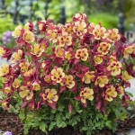 AQUILEGIA EARLY BIRD RED YELLOW F1