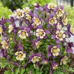 AQUILEGIA EARLY BIRD PURPLE YELLOW F1