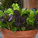 SIMPLY SALAD PRO TATU