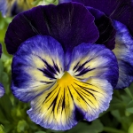 PANSY BLUE MORPHO F1