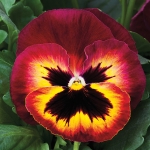 PANSY SANGRIA PUNCH F1