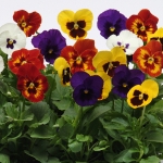 PANSY PANOLA F1 MIXED