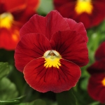 PANSY PANOLA SCARLET F1