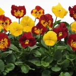 PANSY AUTUMN BLAZE F1